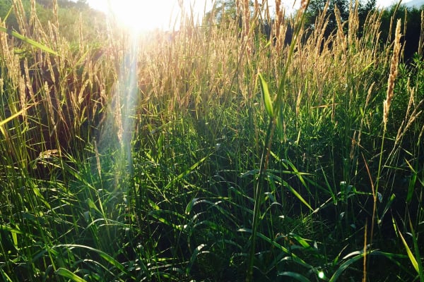 Flowers in the Cracks